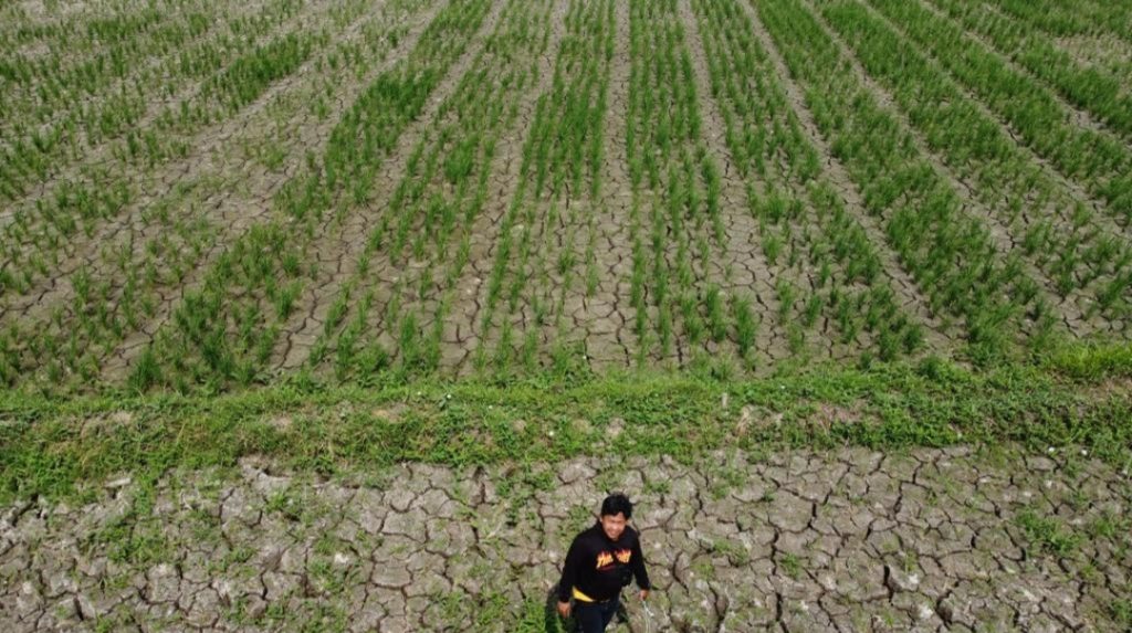 Dampak El Nino, Petani Di Sukaringin Menjerit Lantaran Sawahnya Dilanda Kekeringan