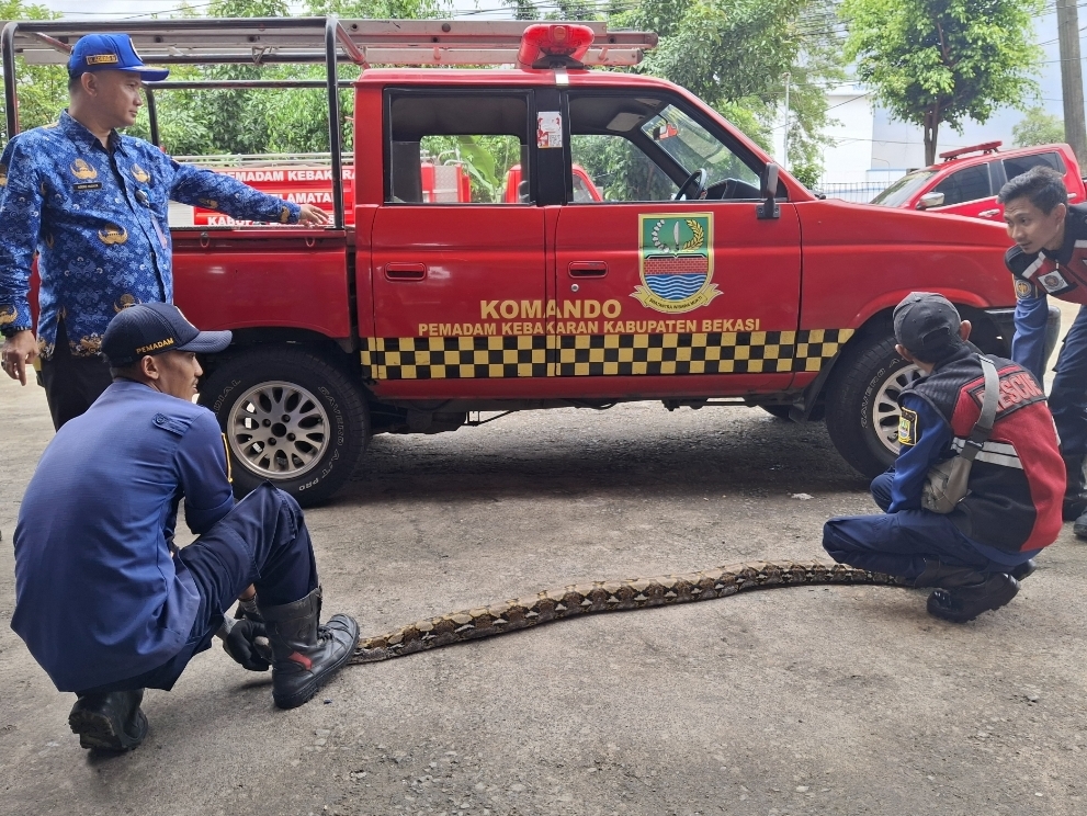 Damkar Kab Bekasi Evakuasi Sanca Kembang 3 Meter Mangsa Hewan Warga
